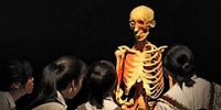 Выставка человеческих тел открылась в Мадриде