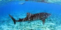 Изучать акул можно на Мальдивах