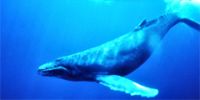 Понаблюдать за китами можно на Гавайях