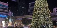 Рождественскую ель зажгли в Бангкоке