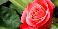Самую красивую розу можно будет увидеть в Риме