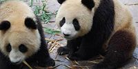 Шотландские панды получили награды за развитие туризма