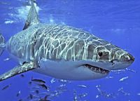 В Австралии разрешили охоту на больших белых акул