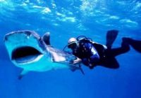В Австралии запретили злить акул
