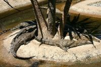 В Дубае появится парк крокодилов