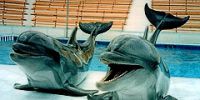 В Евпатории откроется самый большой на Украине дельфинарий