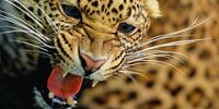 В Коста-Рике запретят спортивную охоту