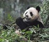 В зоопарке Эдинбурга планируют показать роды панды в интернете
