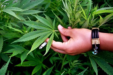 Дания ищет поставщика марихуаны