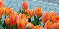 Дни тюльпанов пройдут в Амстердаме
