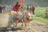 Индонезия приглашает на гонки быков