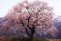 Японские туристы ездят в Испанию сажать деревья
