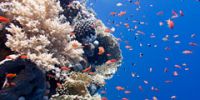 Карибские курорты спасают свои коралловые рифы