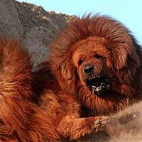  	 Лев из китайского зоопарка оказался тибетским мастифом