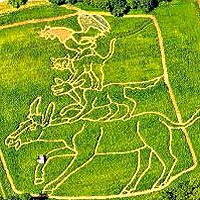 Огромные символы Бремена появились на кукурузном поле