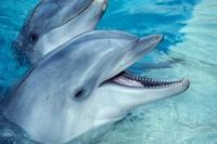 Турецкие дельфины будут отдыхать