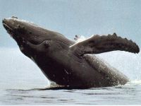 В Доминикане наблюдают за китами