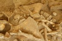 В Италии нашли древнейший скелет мамонта