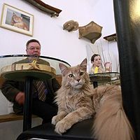 В Лондоне открывается кошачье кафе