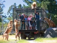 В новозеландском зоопарке львы и люди поменялись местами