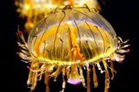 В Таиланде нашествие медуз