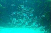 В Таиланде снова нашествие медуз