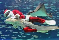 В Токийском аквариуме объявился подводный Санта-Клаус
