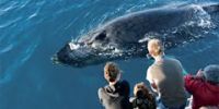 В Уругвае создан заповедник для наблюдения за китами