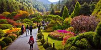 В Южной Корее наступил красочный сезон хризантем
