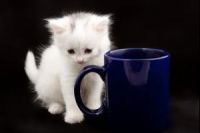 Первое кошачье кафе откроется в Финляндии