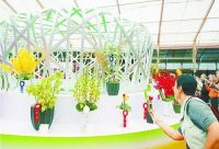 Потрясающая выставка орхидей в китайском Санье