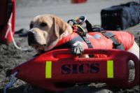 Собаки-спасатели появились на пляжах Италии