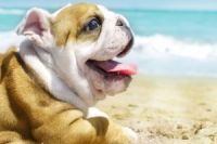 В Италии появился пляж для собак