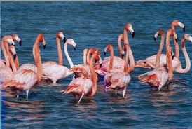 В Измире для фламинго сконструирован специальный остров