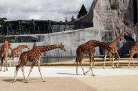 В Париже снова открыли зоопарк