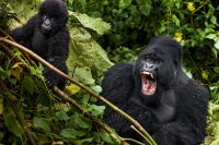 В секции приматов парков Уганды подешевеют билеты
