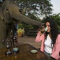 В Таиланде можно попробовать «слоновье» кофе