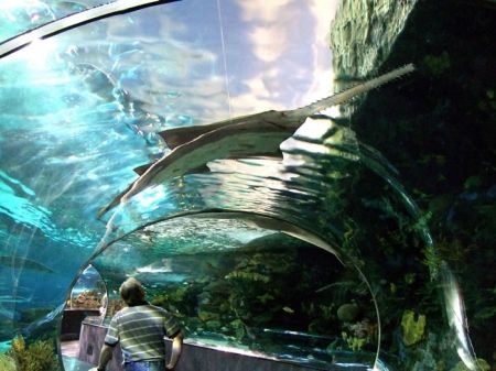 В Торонто появился новый аквариум