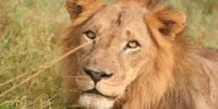 Всемирный день львов - 10 августа
