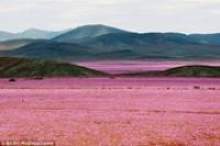 Самая сухая в мире пустыня покрылась цветами