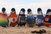 Свитера для пингвинов спасают им жизнь