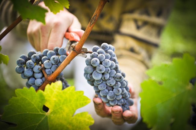 В Испании туристы могут стать виноградарями