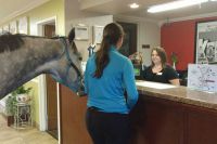 Американский отель принял постояльца с лошадью