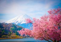 Начался сезон цветения японской сакуры 