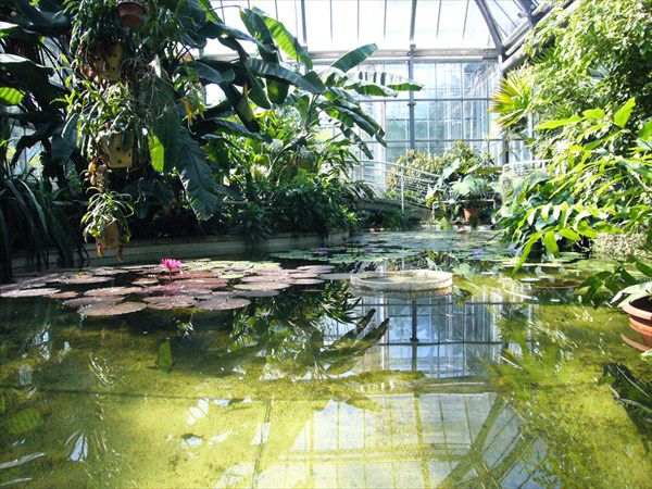 В Ботанический сад в Праге бесплатно до конца февраля