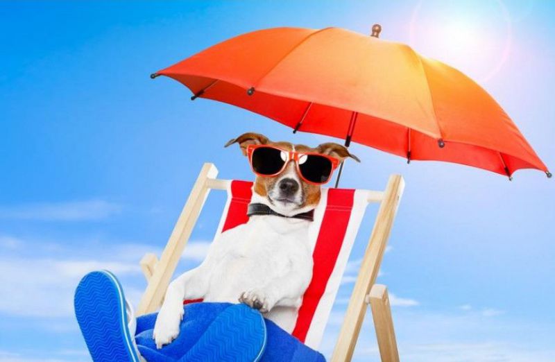 В Испании открылись пляжи для собак