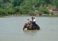 Администрация парка Йок Дон запретила туристам кататься на слонах