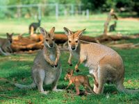 Австралийские кенгуру атакуют туристов