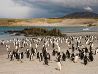 Один из островов Фолклендского архипелага выставлен на продажу