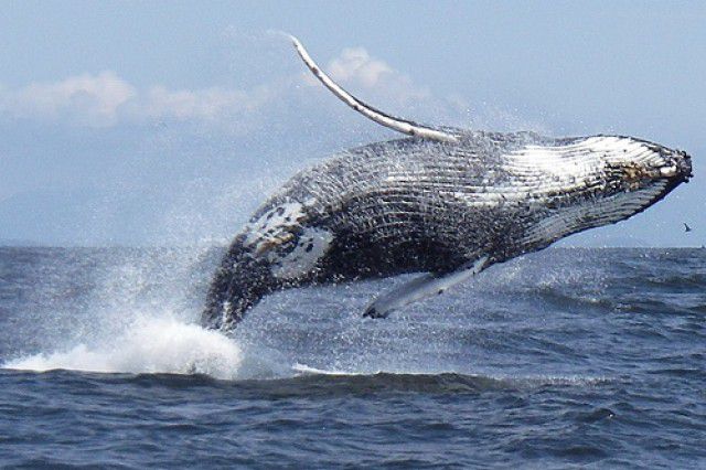 Сезон горбатых китов в Доминикане